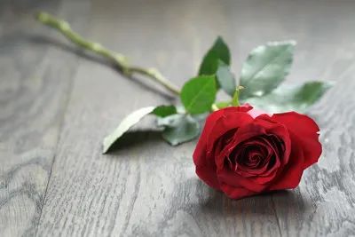 中药情书，美哭了