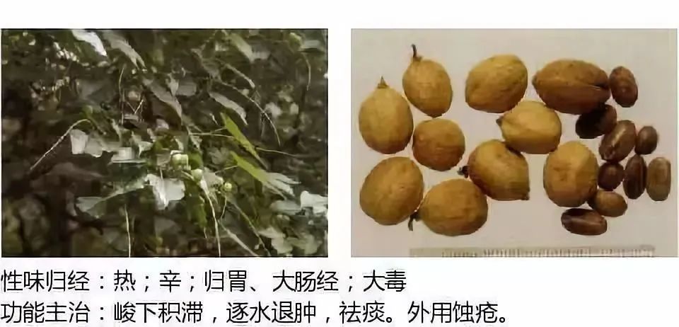 500多种中草药图（附主治功效）