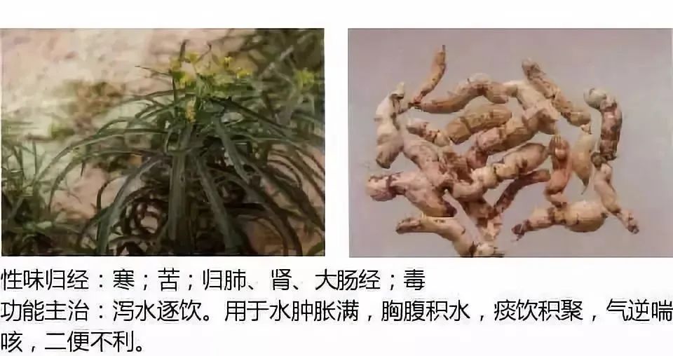 500多种中草药图（附主治功效）
