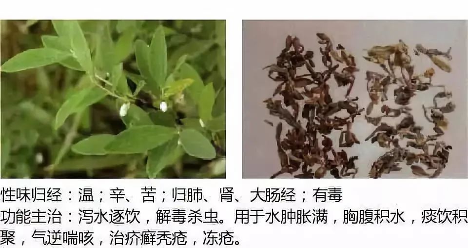 500多种中草药图（附主治功效）