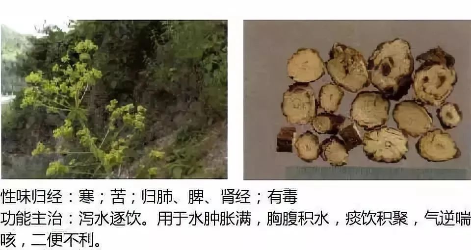 500多种中草药图（附主治功效）