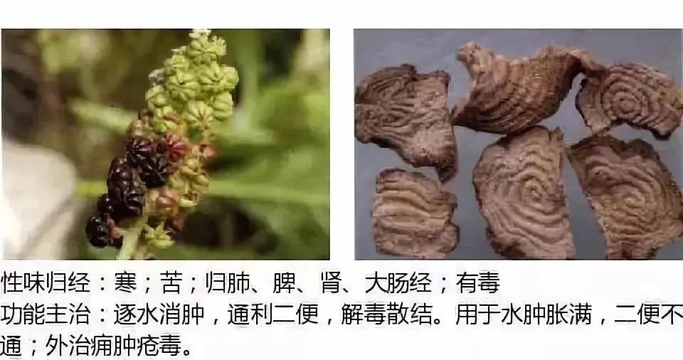 500多种中草药图（附主治功效）