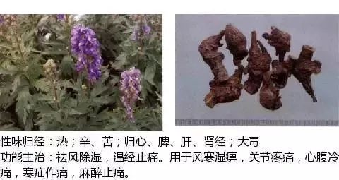 500多种中草药图（附主治功效）