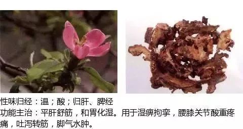 500多种中草药图(附主治功效) 500多种中草药图(附主治功效)