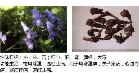 500多种中草药图(附主治功效) 500多种中草药图(附主治功效)