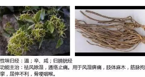 500多种中草药图(附主治功效) 500多种中草药图(附主治功效)