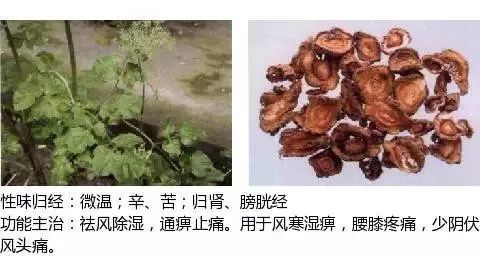 500多种中草药图(附主治功效) 500多种中草药图(附主治功效)