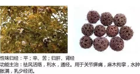 500多种中草药图(附主治功效) 500多种中草药图(附主治功效)