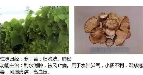 500多种中草药图(附主治功效) 500多种中草药图(附主治功效)