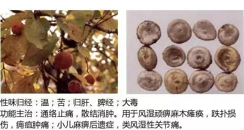 500多种中草药图(附主治功效) 500多种中草药图(附主治功效)