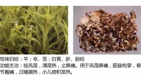 500多种中草药图(附主治功效) 500多种中草药图(附主治功效)