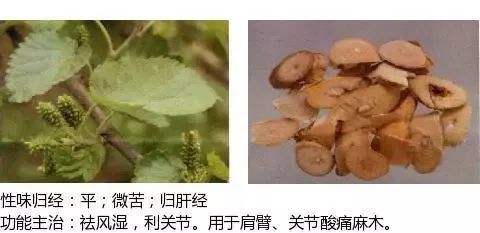 500多种中草药图(附主治功效) 500多种中草药图(附主治功效)