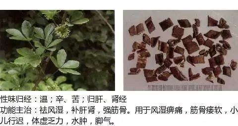 500多种中草药图(附主治功效) 500多种中草药图(附主治功效)