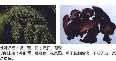 500多种中草药图(附主治功效) 500多种中草药图(附主治功效)