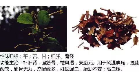 500多种中草药图(附主治功效) 500多种中草药图(附主治功效)