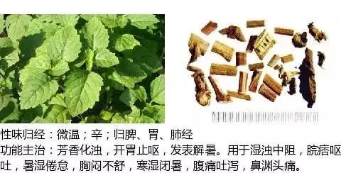 500多种中草药图(附主治功效) 500多种中草药图(附主治功效)