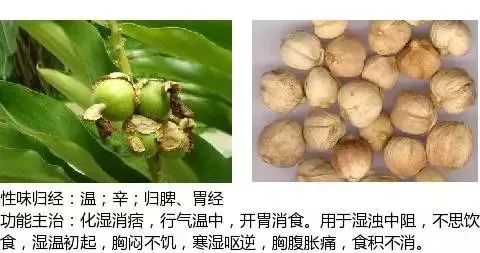 500多种中草药图(附主治功效) 500多种中草药图(附主治功效)
