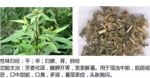 500多种中草药图(附主治功效) 500多种中草药图(附主治功效)