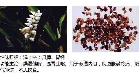 500多种中草药图(附主治功效) 500多种中草药图(附主治功效)