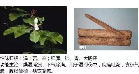 500多种中草药图(附主治功效) 500多种中草药图(附主治功效)