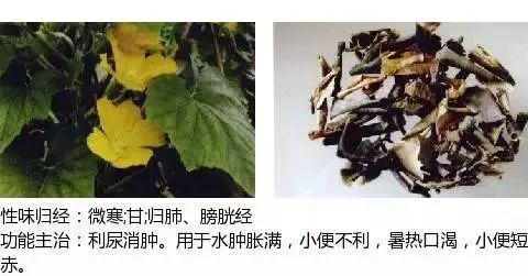 500多种中草药图(附主治功效) 500多种中草药图(附主治功效)