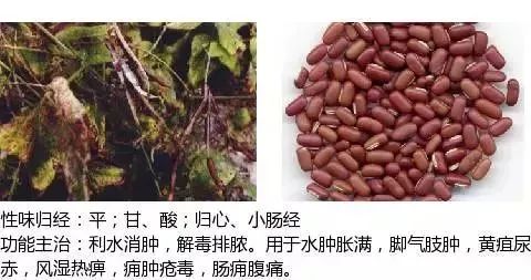 500多种中草药图(附主治功效) 500多种中草药图(附主治功效)