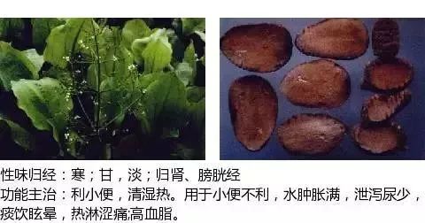 500多种中草药图(附主治功效) 500多种中草药图(附主治功效)