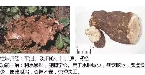 500多种中草药图(附主治功效) 500多种中草药图(附主治功效)