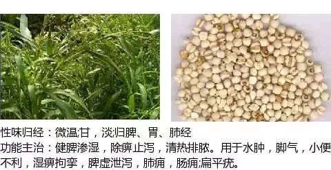 500多种中草药图(附主治功效) 500多种中草药图(附主治功效)
