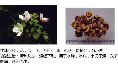 500多种中草药图(附主治功效) 500多种中草药图(附主治功效)
