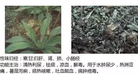 500多种中草药图(附主治功效) 500多种中草药图(附主治功效)