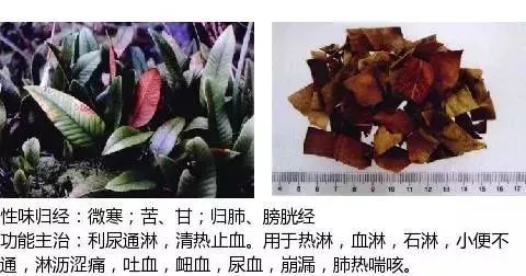 500多种中草药图(附主治功效) 500多种中草药图(附主治功效)