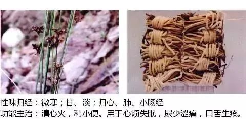 500多种中草药图(附主治功效) 500多种中草药图(附主治功效)