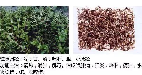 500多种中草药图(附主治功效) 500多种中草药图(附主治功效)