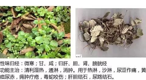 500多种中草药图(附主治功效) 500多种中草药图(附主治功效)