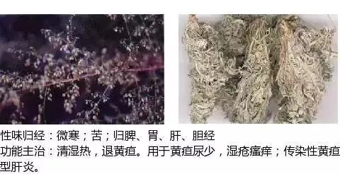 500多种中草药图(附主治功效) 500多种中草药图(附主治功效)
