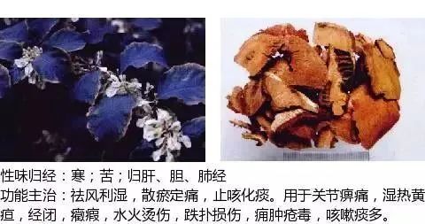 500多种中草药图(附主治功效) 500多种中草药图(附主治功效)