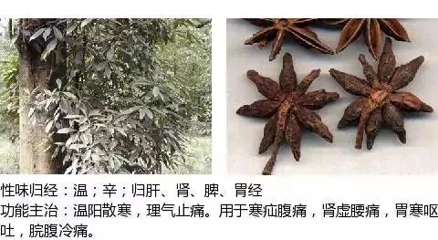 500多种中草药图(附主治功效) 500多种中草药图(附主治功效)