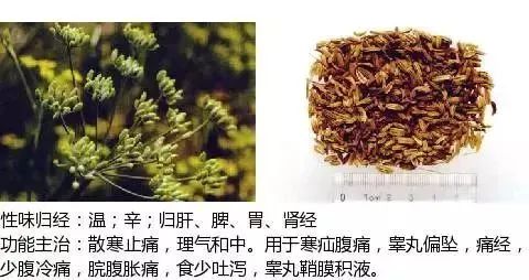 500多种中草药图(附主治功效) 500多种中草药图(附主治功效)