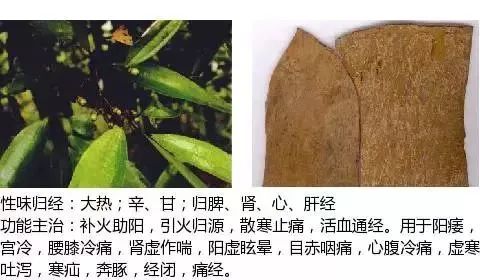 500多种中草药图(附主治功效) 500多种中草药图(附主治功效)