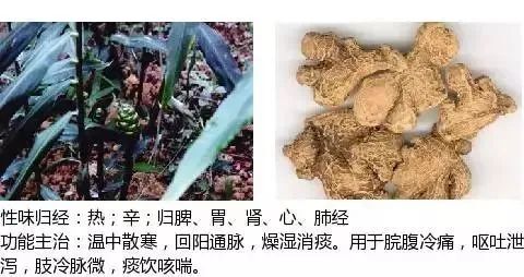 500多种中草药图(附主治功效) 500多种中草药图(附主治功效)
