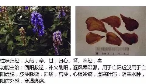 500多种中草药图(附主治功效) 500多种中草药图(附主治功效)