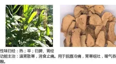 500多种中草药图(附主治功效) 500多种中草药图(附主治功效)