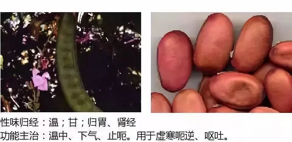 500多种中草药图（附主治功效）