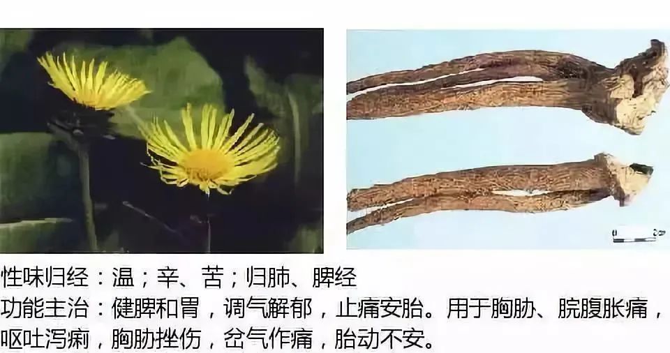500多种中草药图（附主治功效）