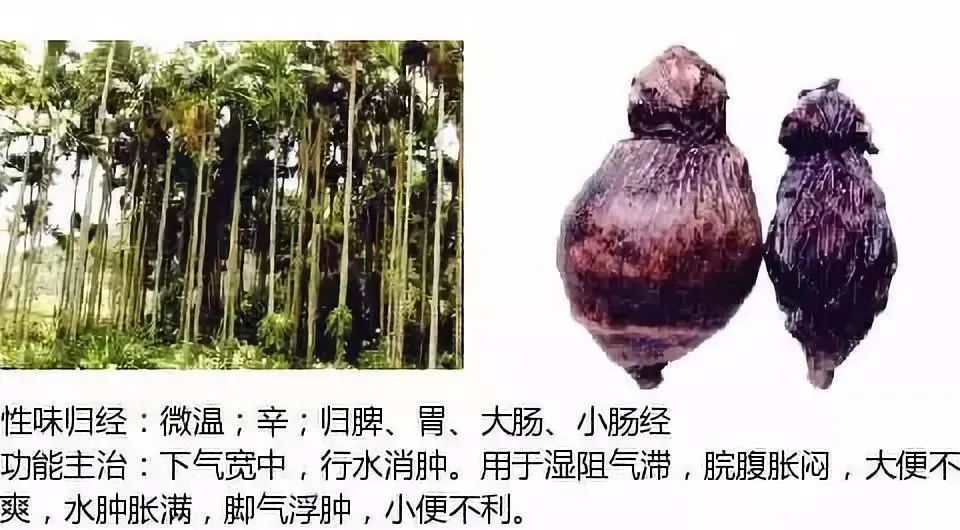 500多种中草药图（附主治功效）