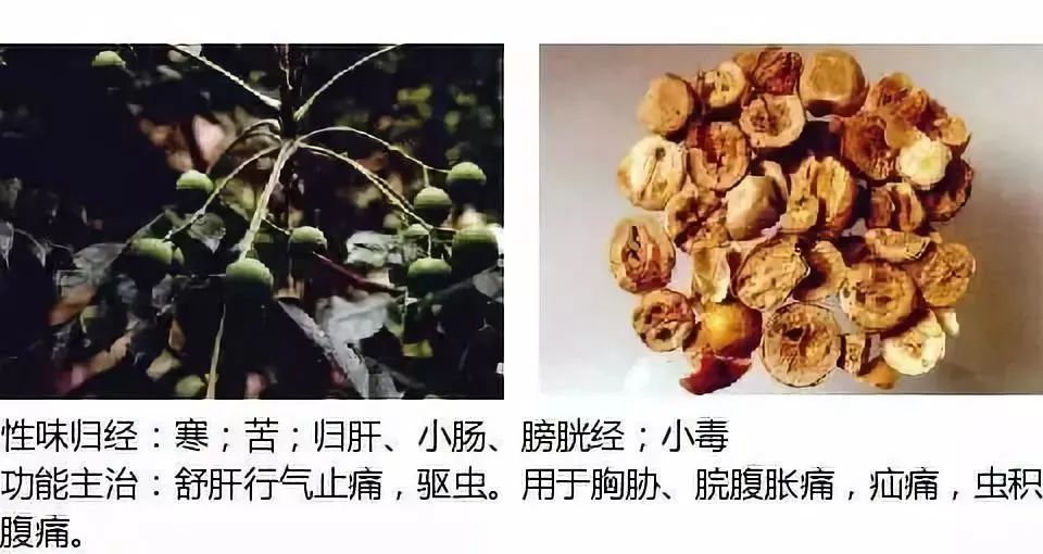 500多种中草药图（附主治功效）