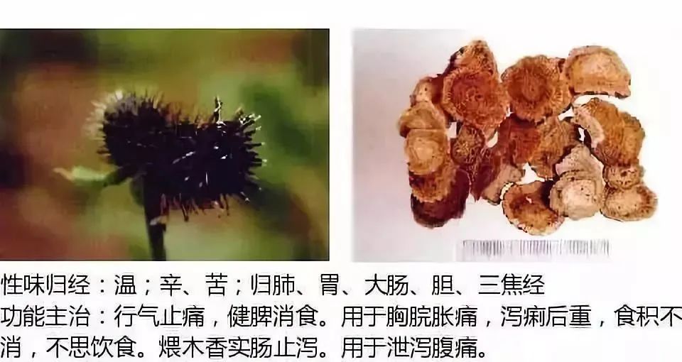 500多种中草药图（附主治功效）