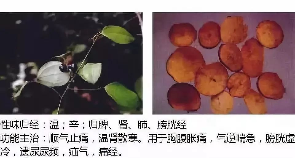 500多种中草药图（附主治功效）