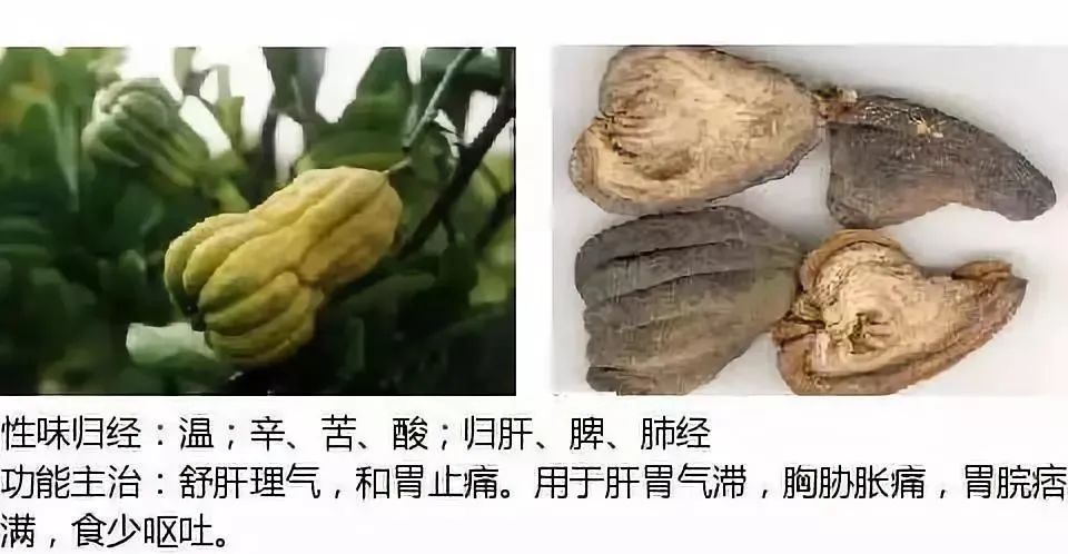 500多种中草药图（附主治功效）